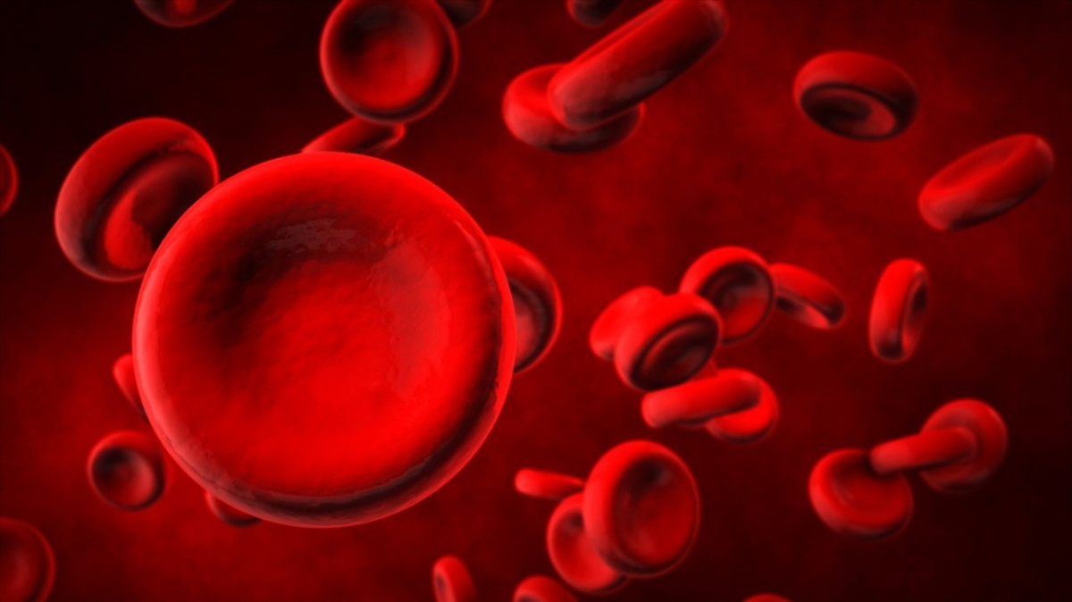 Фото из открытых источников - эритроциты.