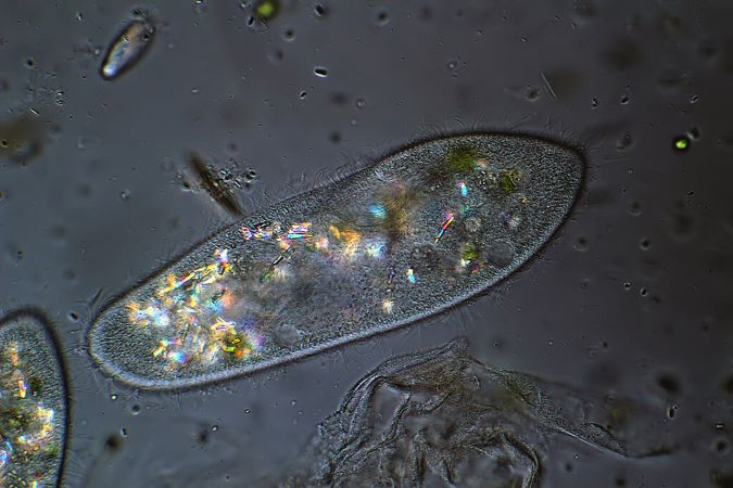 Фото из открытых источников