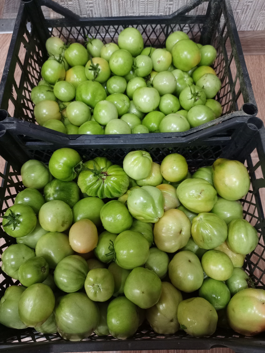 Помидоры на продажу