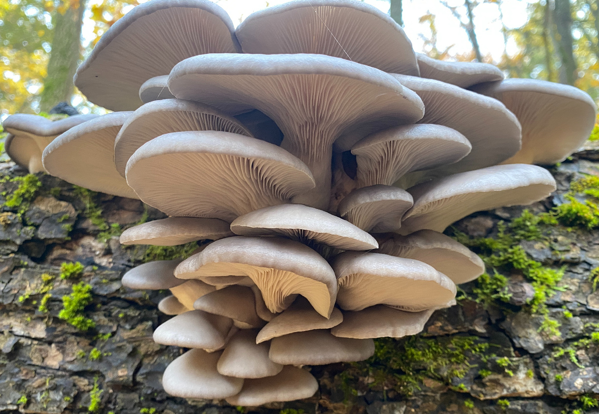 Вешенки в лесу