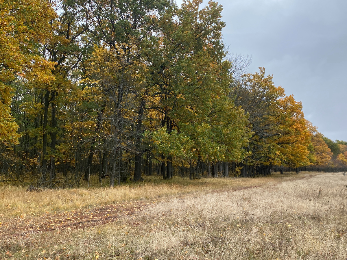 По сухой грунтовке можно подъехать к лесу