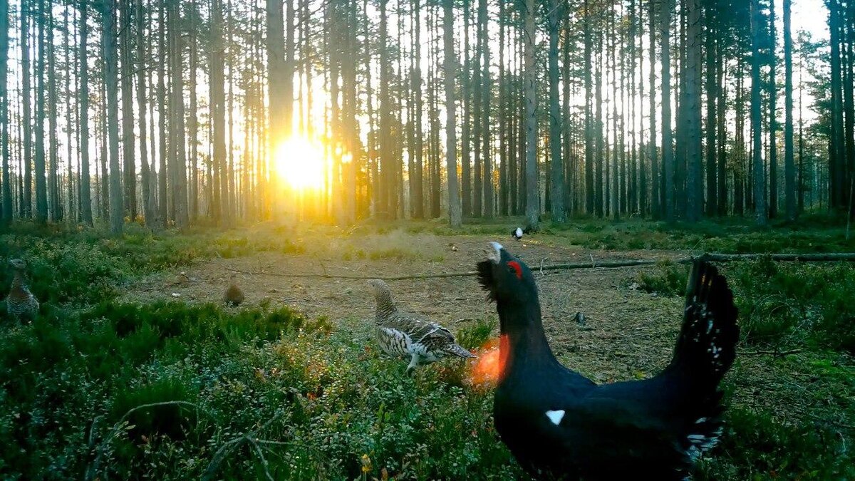    Фото: t.me/kazdoytvaripopare