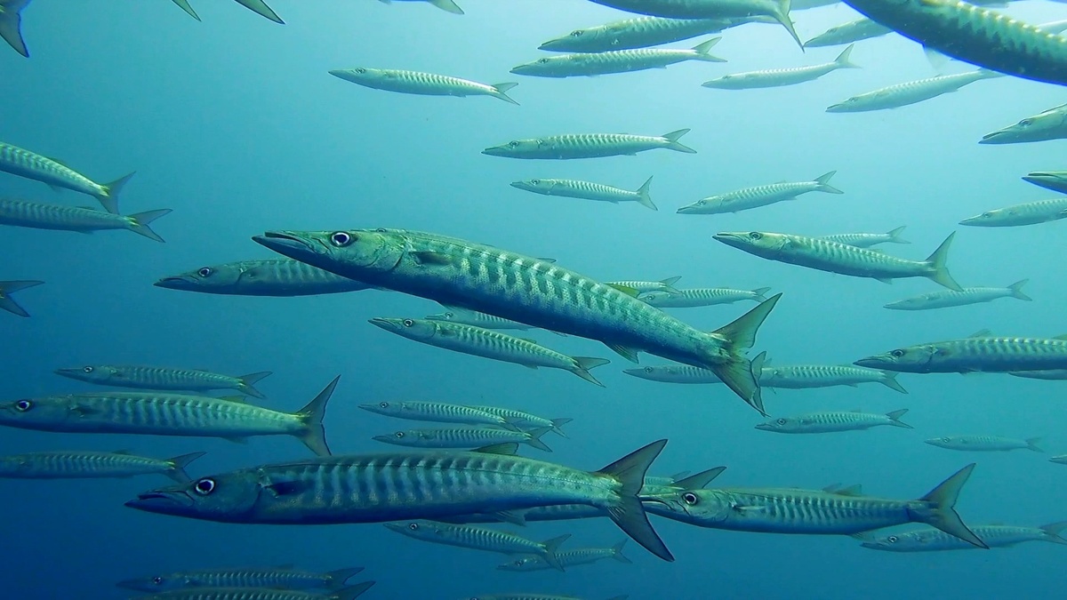 Фото с сайта: http://carnavaldesitges.com/event-calendar/?c=car271c799195-barracuda-body-chinese-traditional-big5