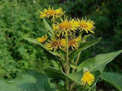 Девясил высокий