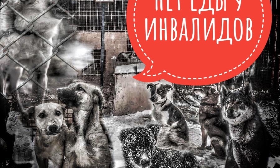 Полтысячи хвостиков! Зима наступила, а помощи не хватает...