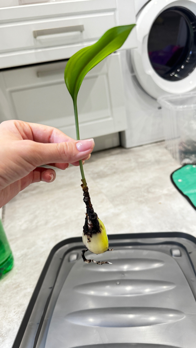 Отрастил корешок за две недели (эухарис)