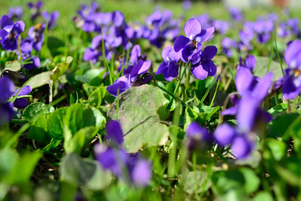 Фиалка полевая