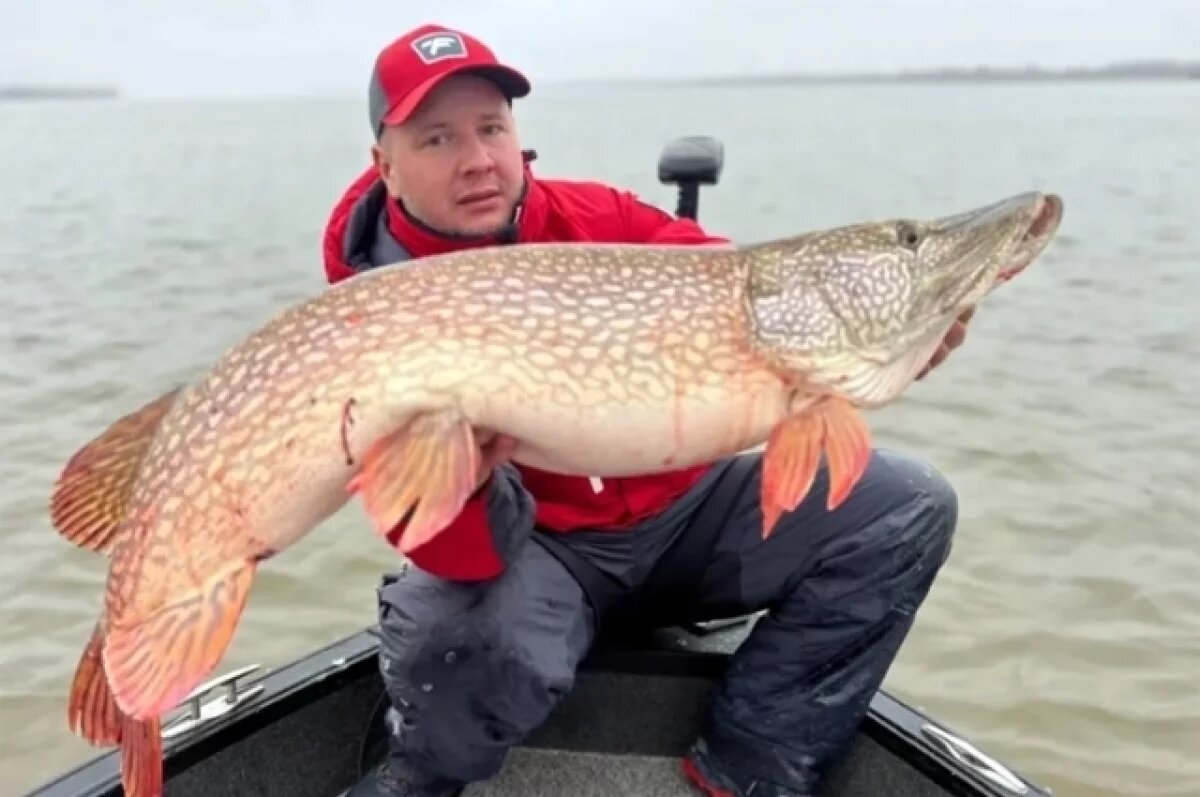    Новосибирец поймал в Оби щуку возрастом 36 лет