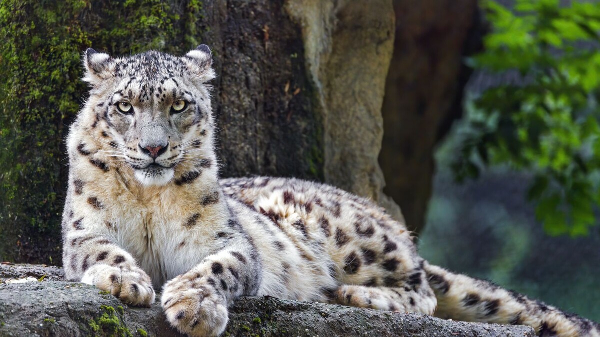 Фото с сайта: https://wallpaperscraft.ru/download/