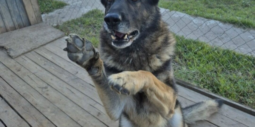 Помогите найти новый дом: в Ивановской области полицейский пес Хаммер остался один после смерти хозяина