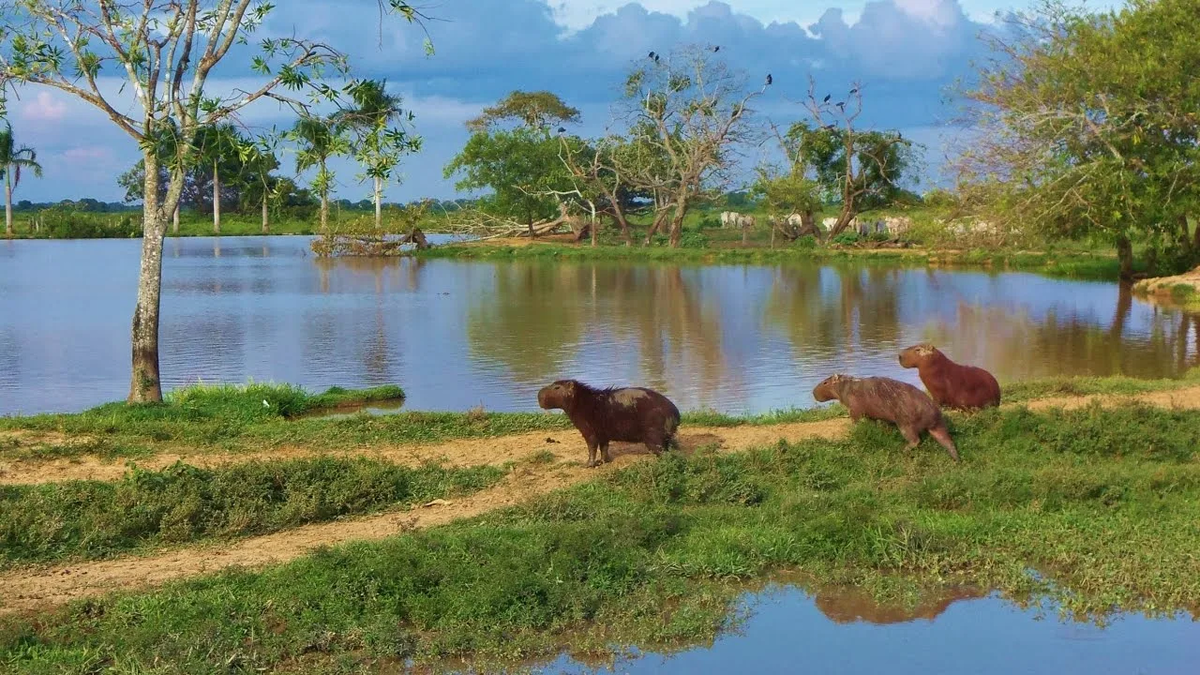 Национальный парк Лос-Льянос
