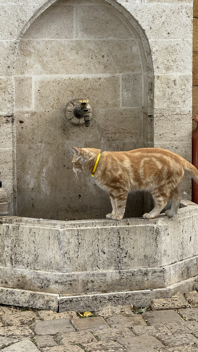 Для меня символами Евпатории теперь будут двери и котики) 
