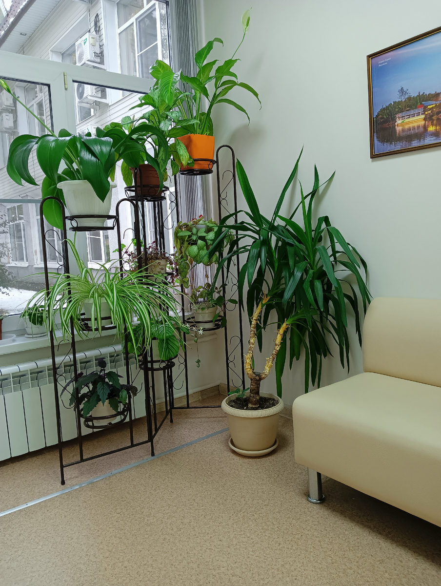 Зелёный уголок .