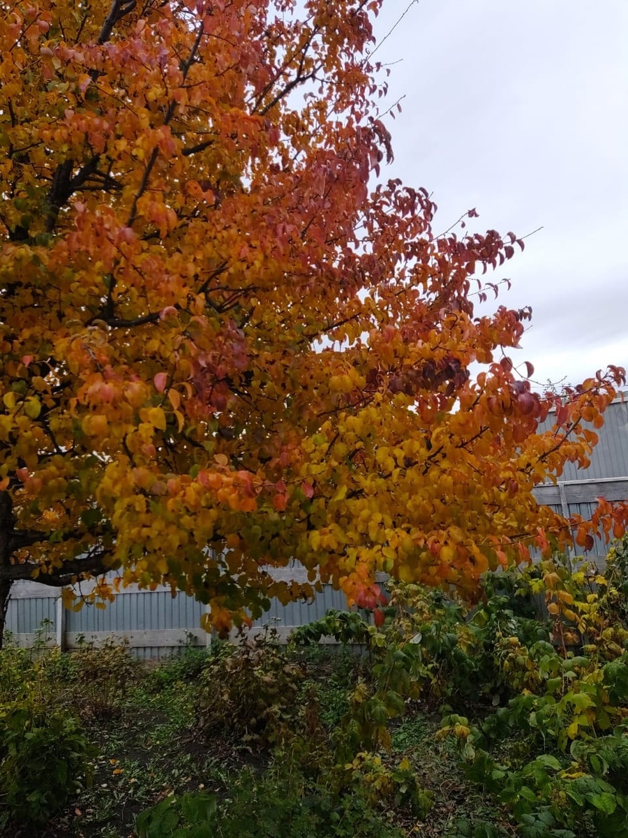    архив samaraonline24