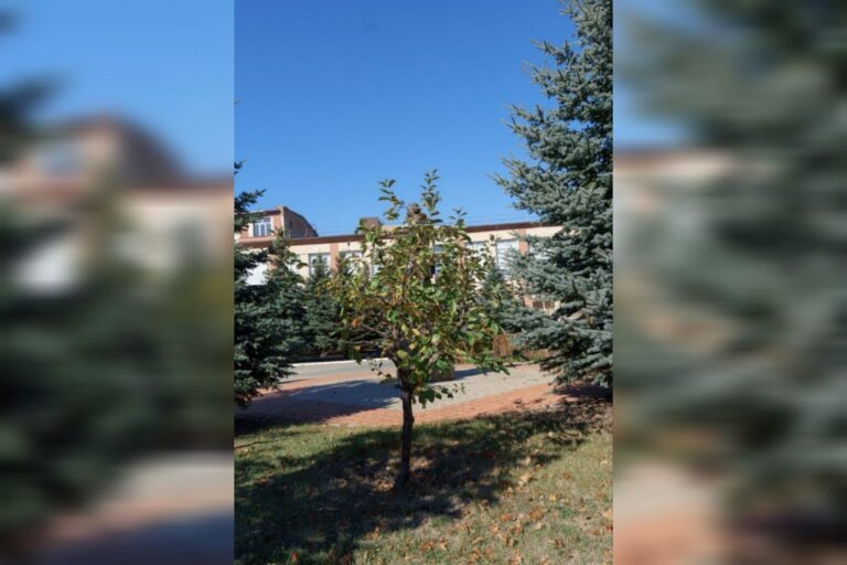    На территории кампуса ОГУ растёт «ньютоновская» яблоня Оренбуржье