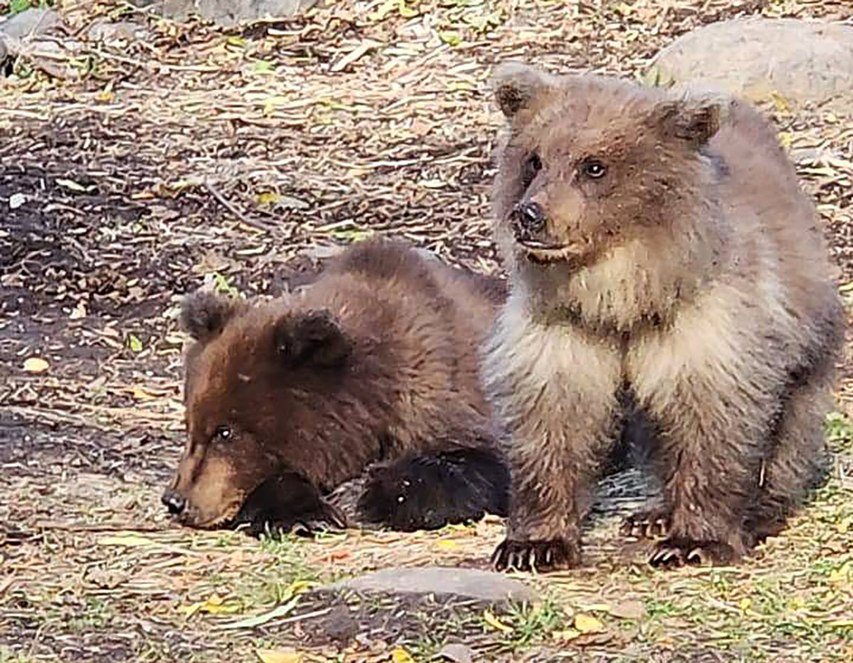 Фото Центра спасения диких животных «Парк львов «Земля прайда»