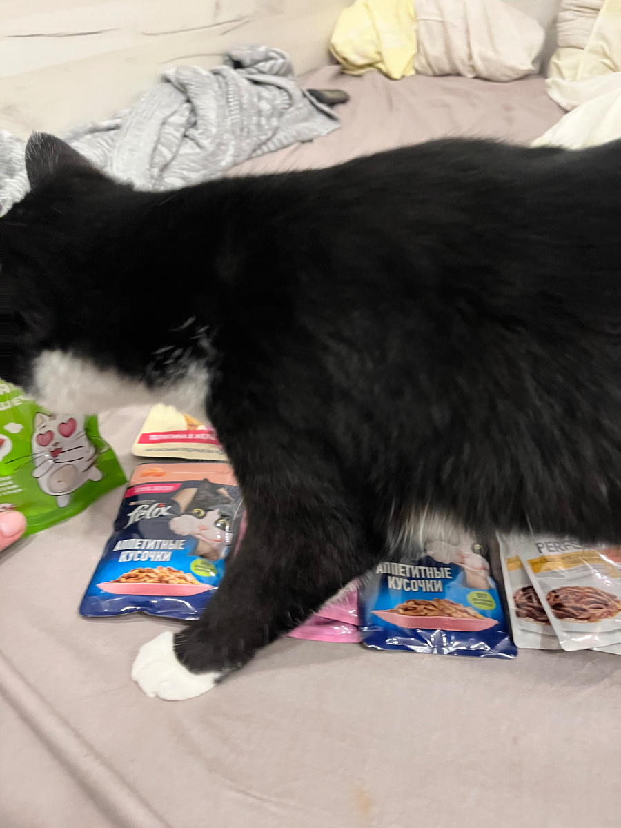 Последняя встреча перед пропажей с кормом