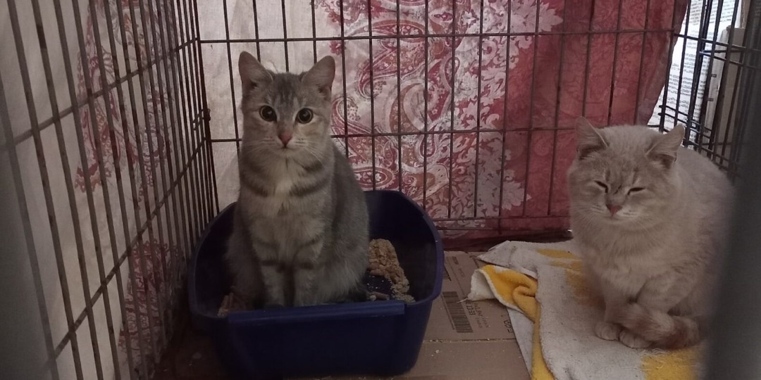 Десять замерзавших котов спасли в Новосибирске: им ищут хозяев