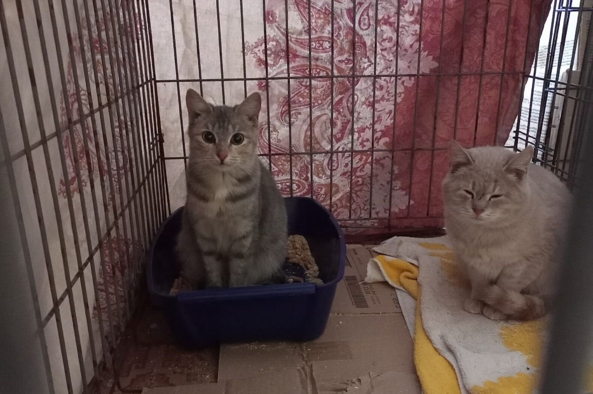    Фото: группа "Счастливые подобрашки" в соцсети ВКонтакте