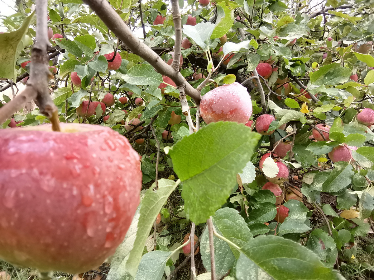 Моросит без передышки второй день.