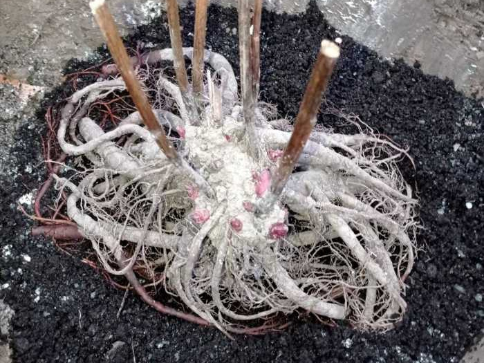 Почему именно в октябре - и другие тонкости посадки пионов