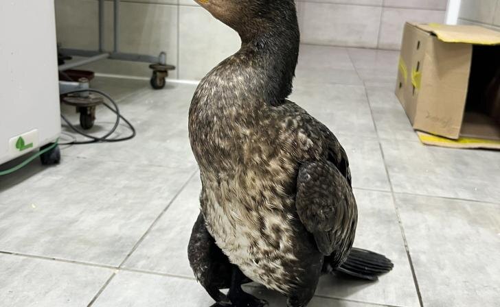    Блог врача экзотолога