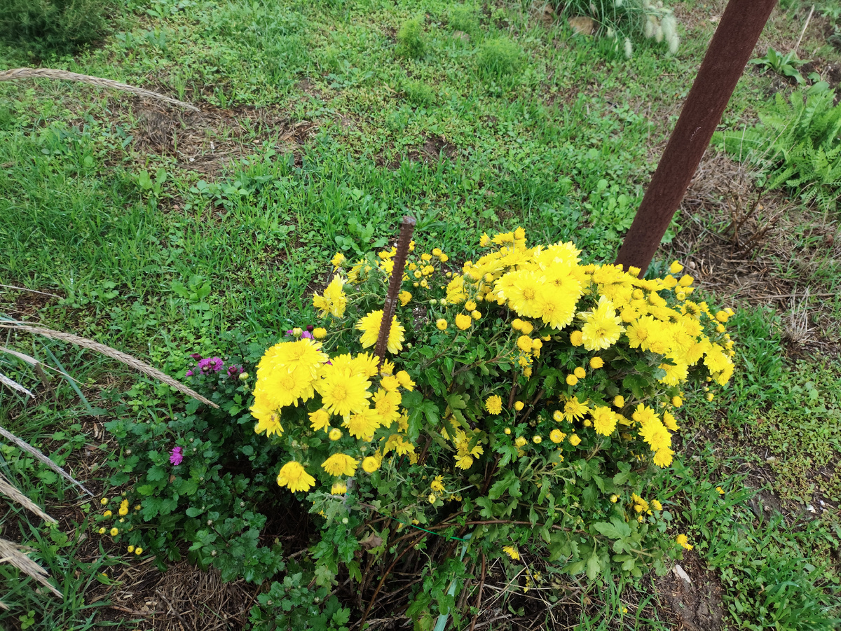 За воротами хризантемы расцвели