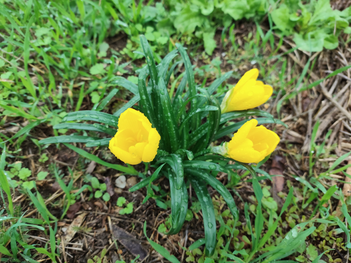 И мокрые крокусы