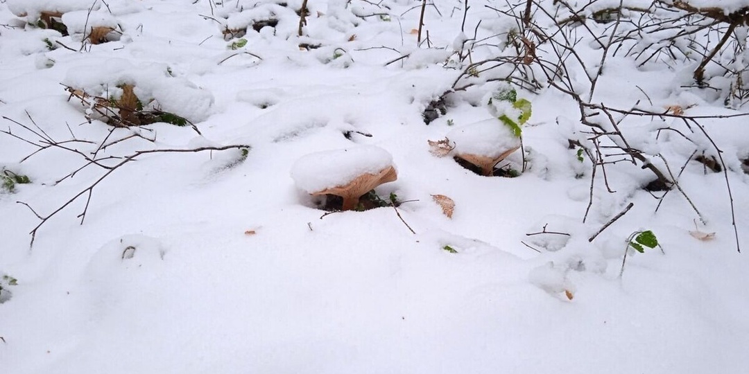 «Одежда наизнанку»: пропажа семьи Усольцевых заставила вспомнить о странных поверьях