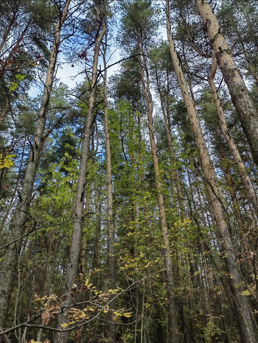 Сосны-великаны