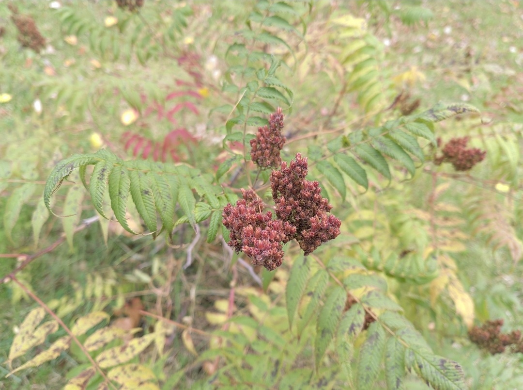 Цветок в осеннем саду