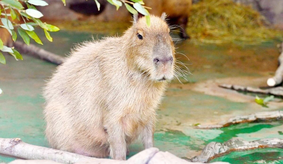     Капибара. Источник: mos ru Автор фото: Пресс-служба Мэра и Правительства Москвы
