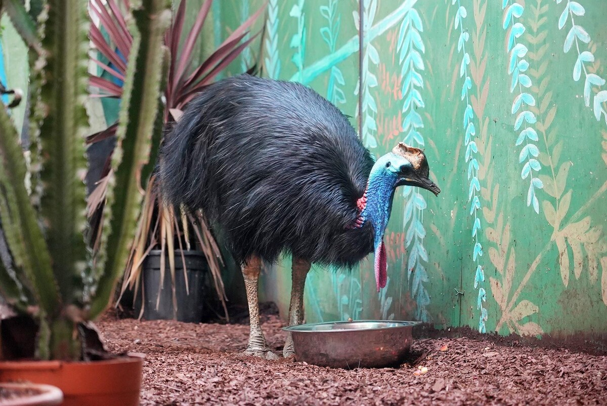    Московский зоопарк перевел теплолюбивых животных в зимние вольеры