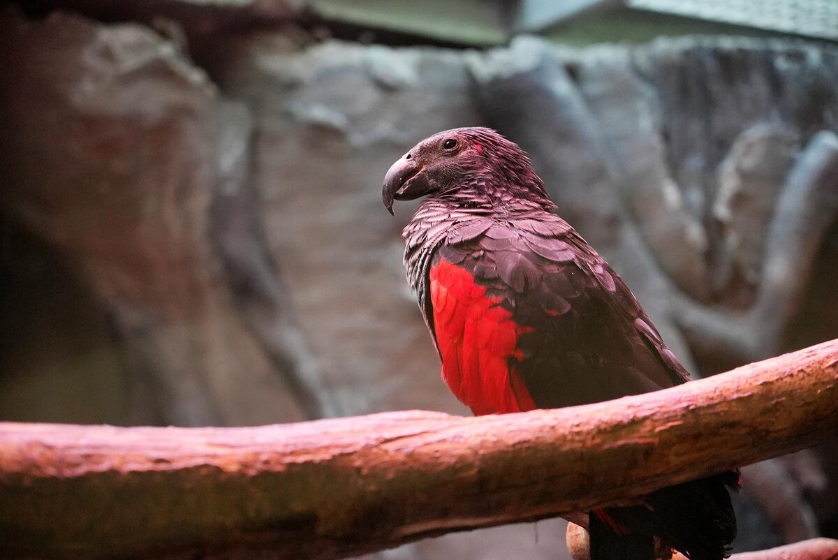    Московский зоопарк перевел теплолюбивых животных в зимние вольеры