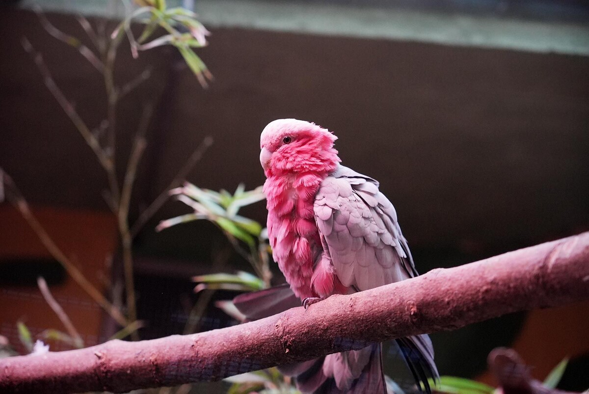    Московский зоопарк перевел теплолюбивых животных в зимние вольеры