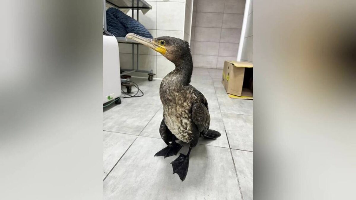    В Курской области появился пернатый обитатель — баклан с травмированным крылом