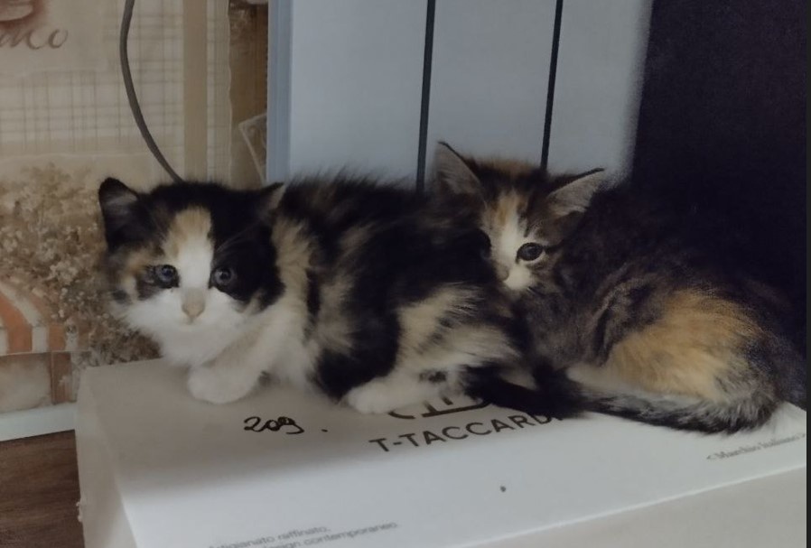 Это они после того, как пытались забраться на батарею.