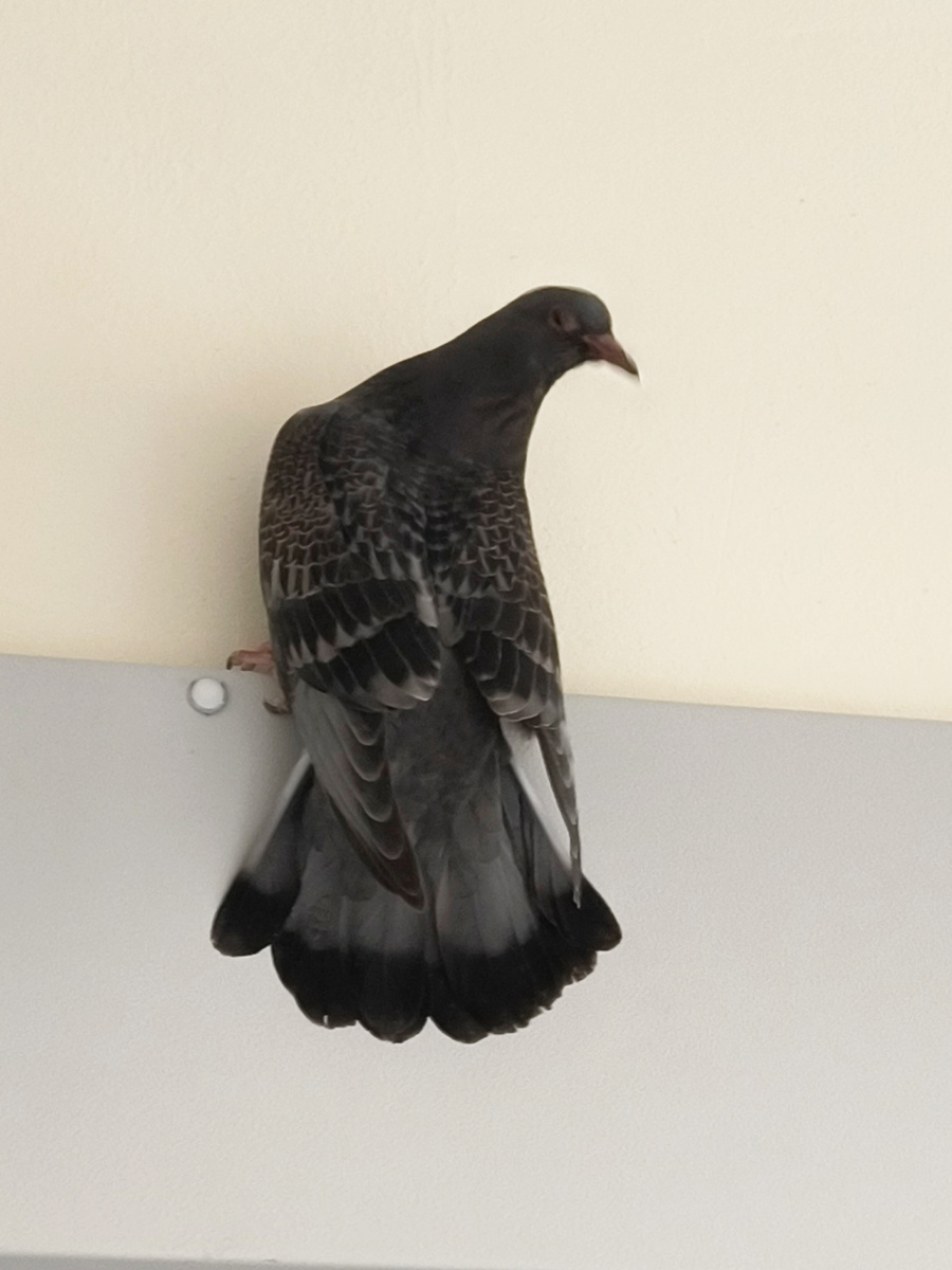 Пёстрый птах