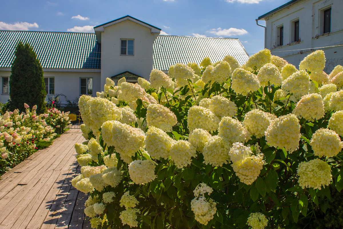 Гортензии в Свято-Троицком Островоезерском монастыре