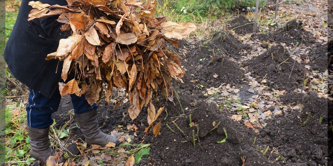 Как с пользой использовать опавшие листья на участке: два самых лучших способа, как использовать листовой опад на дачном участке