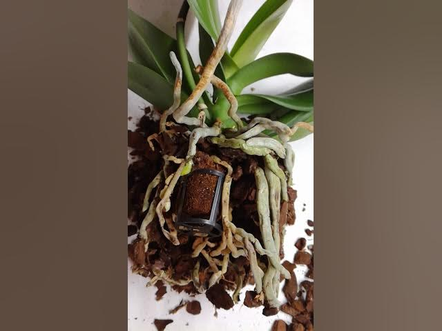 Орхидея в торфяном стаканчике. Источник фото: https://www.youtube.com/watch?v=KWwG4JRwLYY