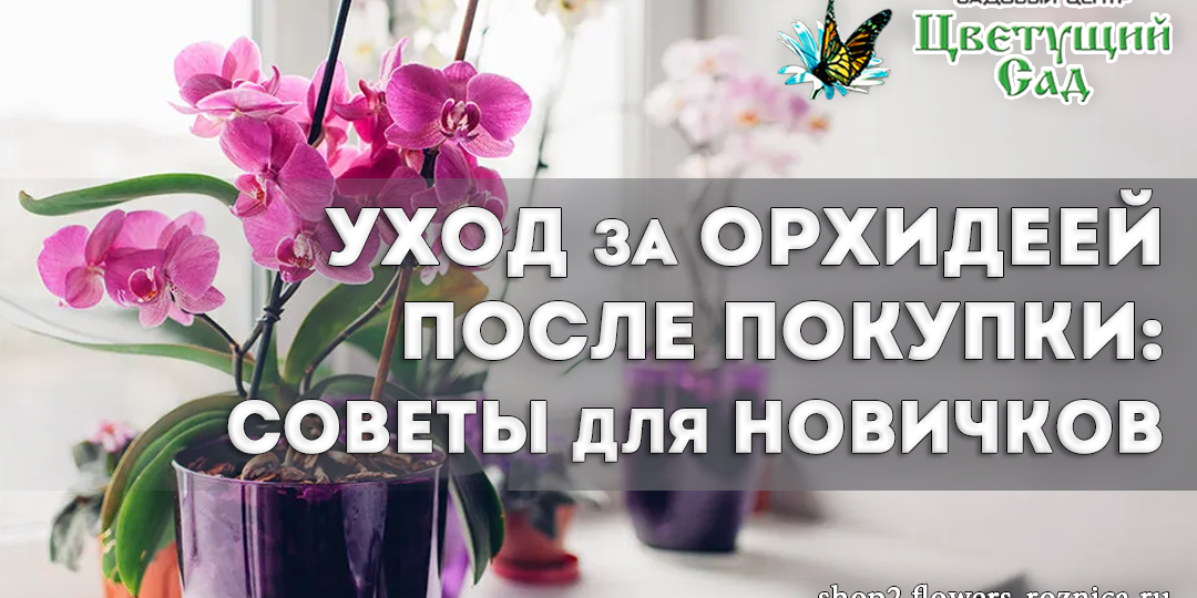 Уход за орхидеей после покупки: советы для новичков