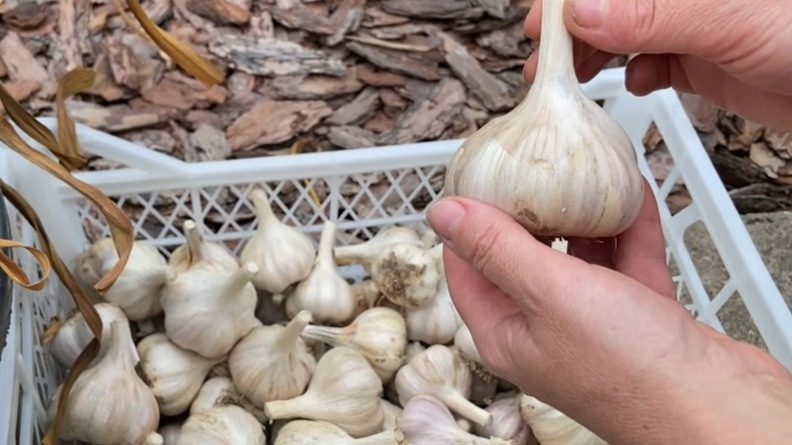 Свежий чеснок лежит у меня до нового урожая. Раскрываю 7 надежных методов