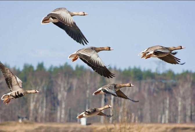 Просторы интернета.