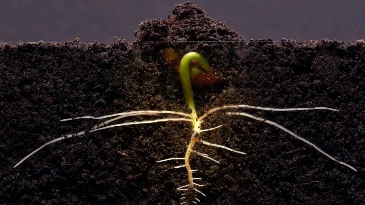 Пробуждение ... Фото из открытых источников.