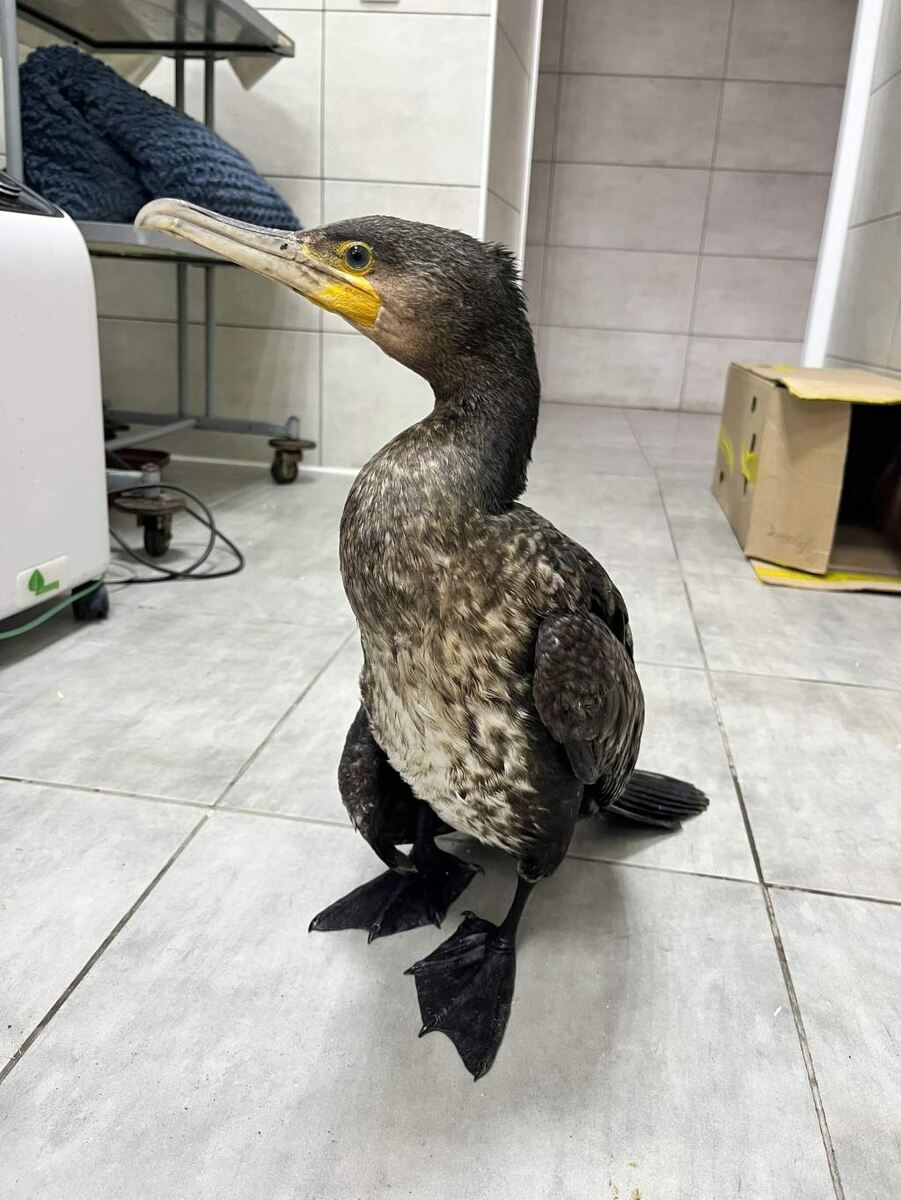    Фото: птицы города Курска