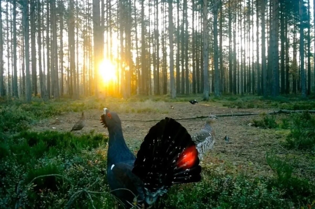   Глухари и тетерева в Ленобласти устроили брачные танцы посреди осени