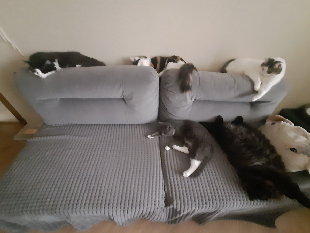 Мои котэ