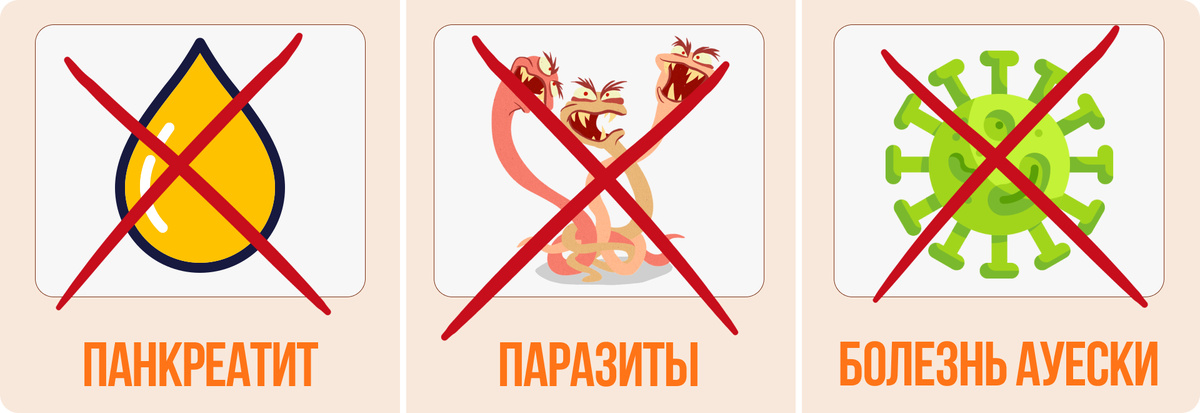 Три главных риска свинины для собак: инфографика. Визуальное объяснение опасности панкреатита от жира, трихинеллёза и болезни Ауески | Изображение: DogSelf