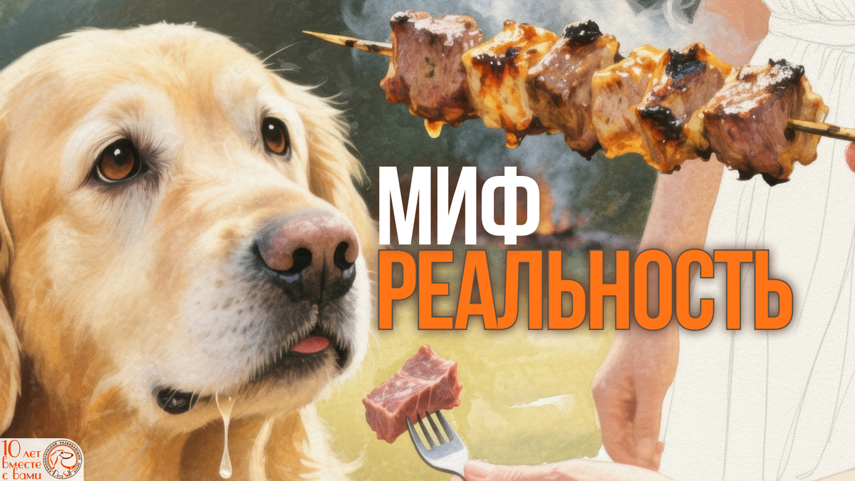 Миф и реальность: можно ли собаке шашлык? Иллюстрация вечной дилеммы владельца: поддаться умоляющему взгляду или проявить ответственность | Изображение: DogSelf